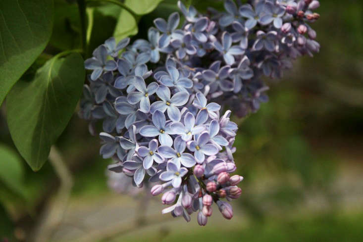 With opulent bluish flowers, the striking Syringa vulgaris 